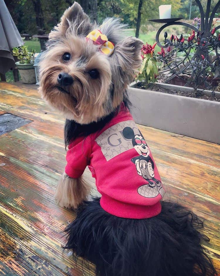 Pawcci Red Yorkie Sweater