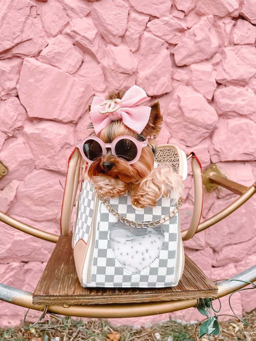 Yorkie Luxury Transporter