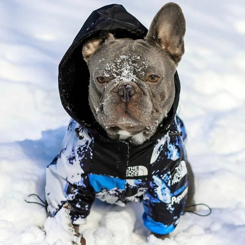 BlueStorm Frenchie Raincoat