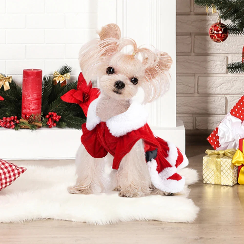 Yorkie Christmas Dress
