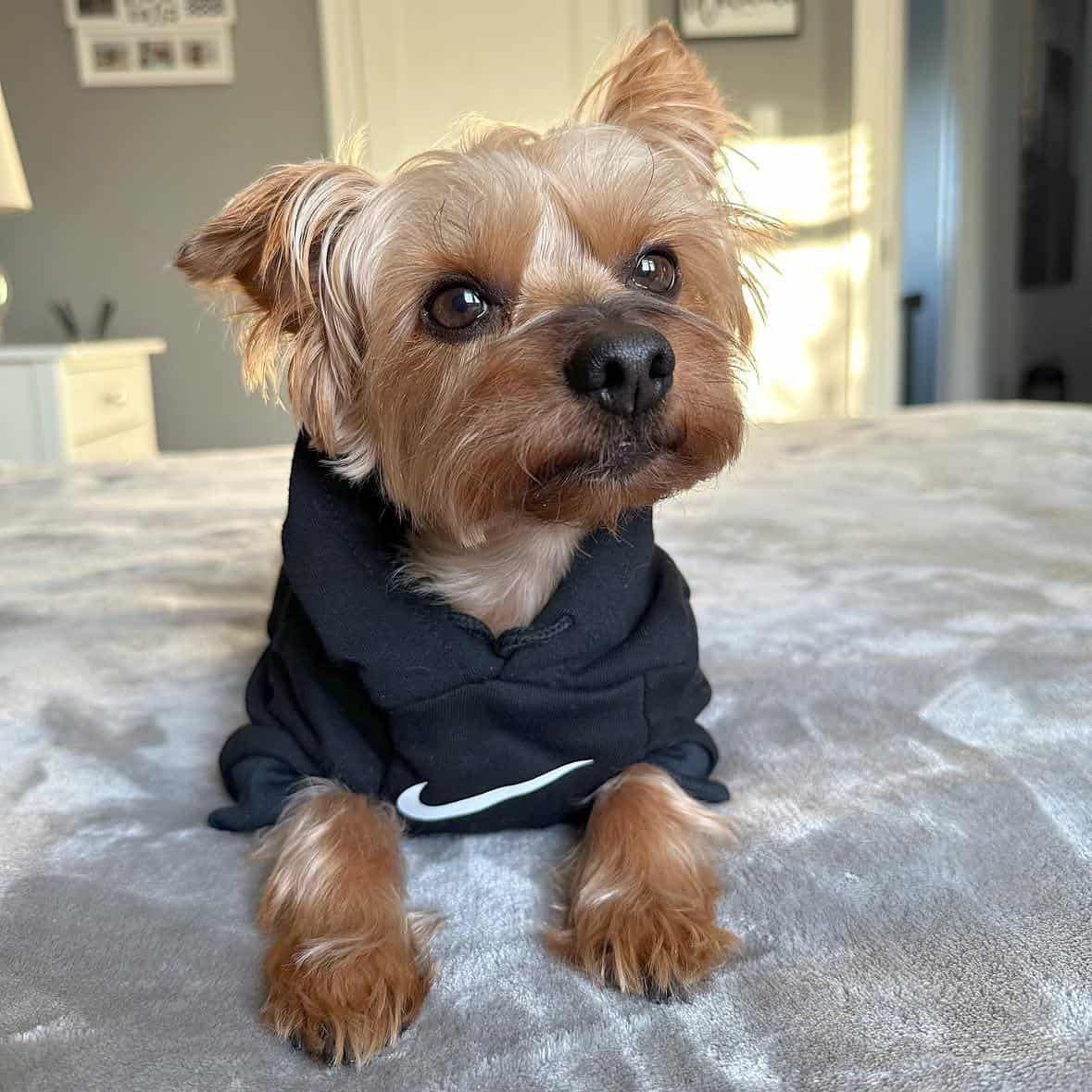 Nike Dog Hoodie