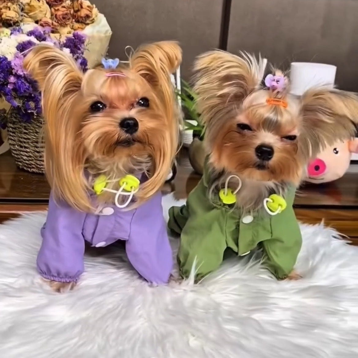 Pup Explorer Windbreaker Suit