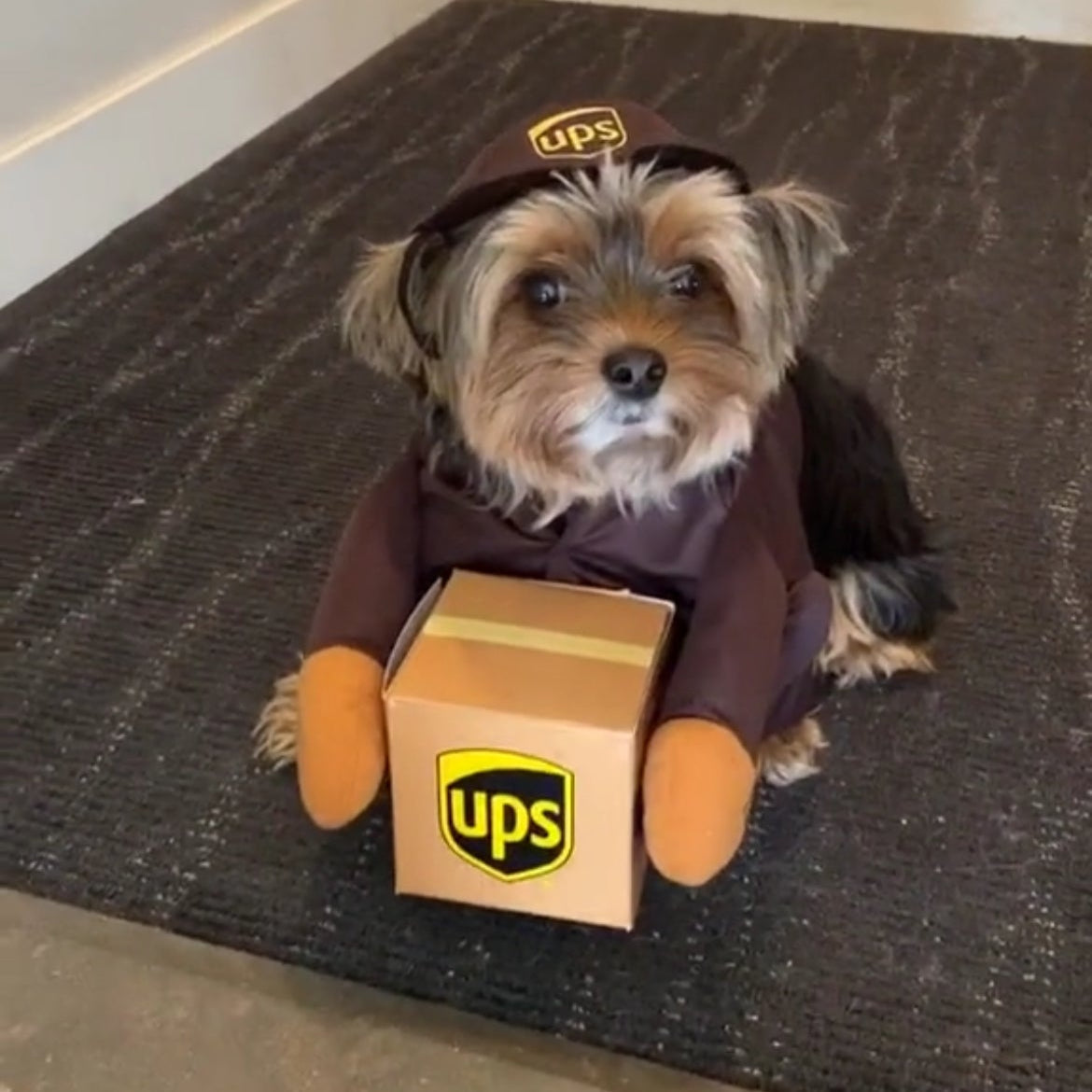 UPS Yorkie Costume