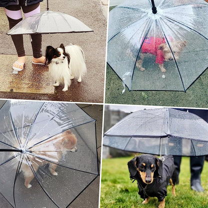 Frenchie Umbrella With Leash