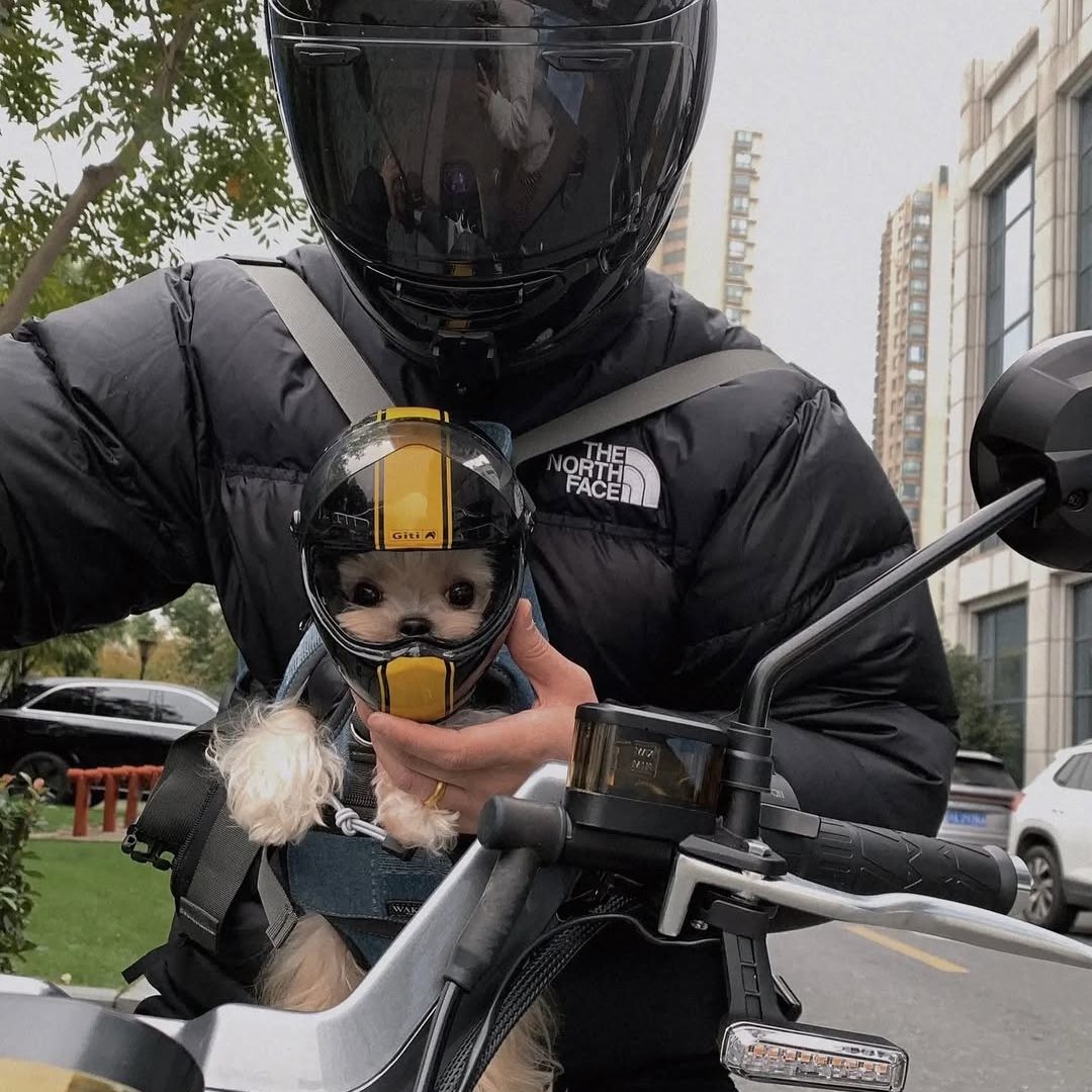 Small Dog Motorcycle Helmet