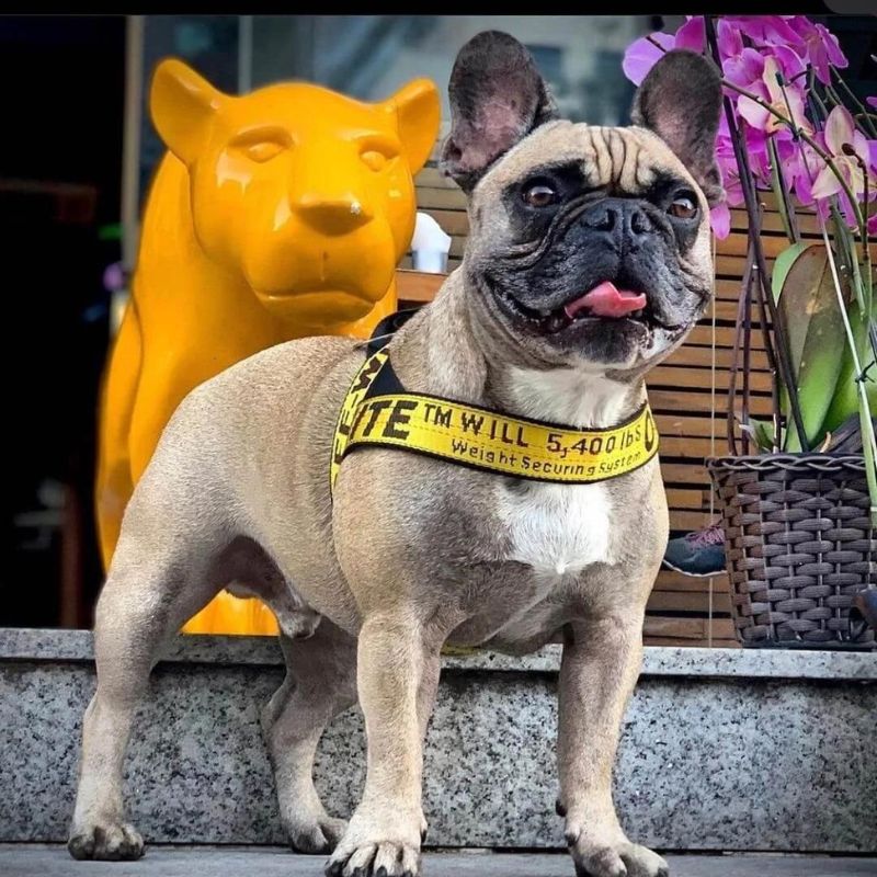 Frenchie Off White Harness & Leash Set