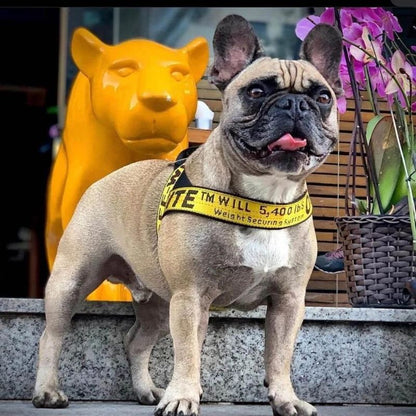 Frenchie Off White Harness & Leash Set