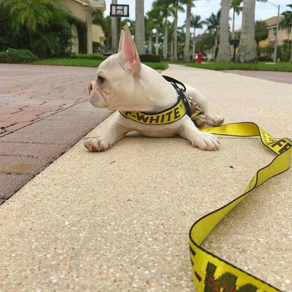 Frenchie Off White Harness & Leash Set