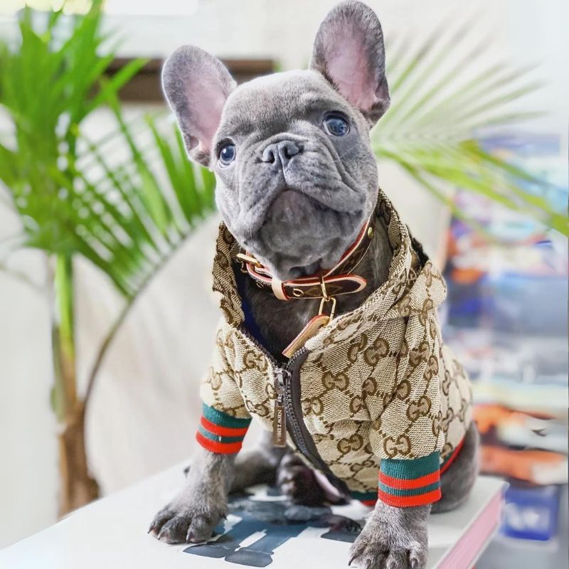 Stylish Frenchie Hoodie