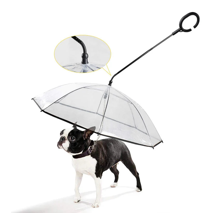Frenchie Umbrella With Leash