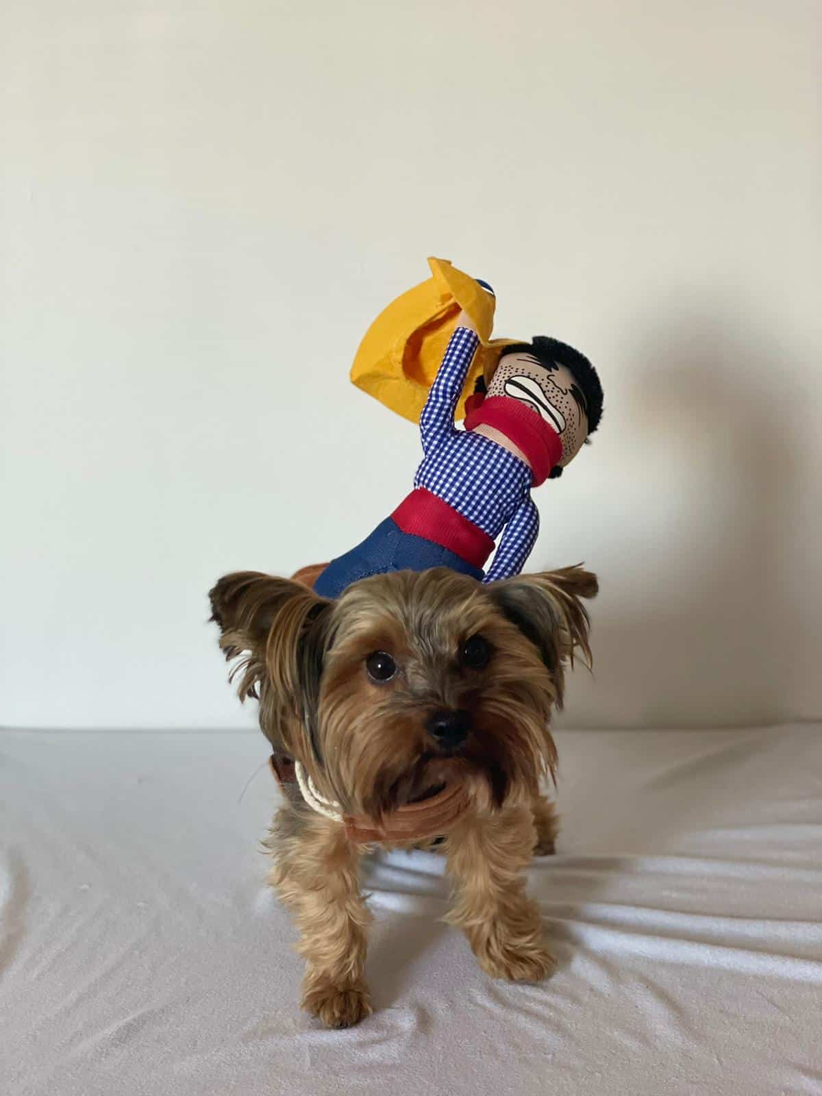 Cowboy Yorkie Halloween Costume