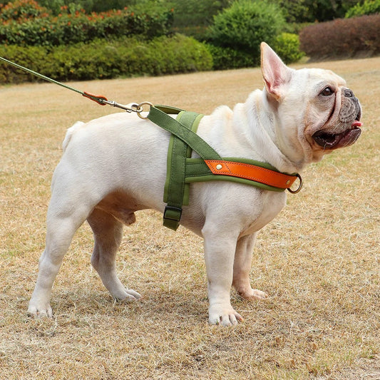 The Frenchie No-Pull Harness Set